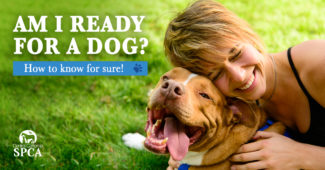 Am-I-ready-for-a-dog--How-to-know-for-sure!