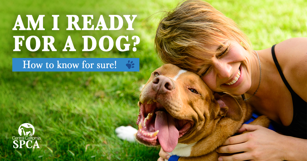 Am I Ready For A Dog How To Know For Sure Central California Spca Fresno Ca Am I Ready For A Dog How To Know For Sure Am I Ready For A Dog How To Know For Sure Central California Spca Fresno Ca Am I Ready For A Dog How To Know For Sure