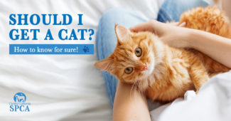 Should-I-get-a-cat--How-to-know-for-sure!