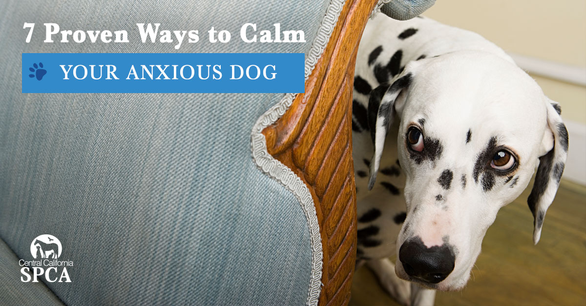 what to do if your dog is afraid of you