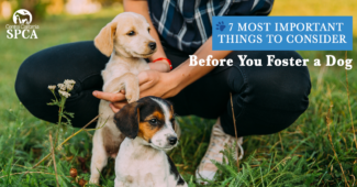 7 Things to Consider Before You Foster A Dog