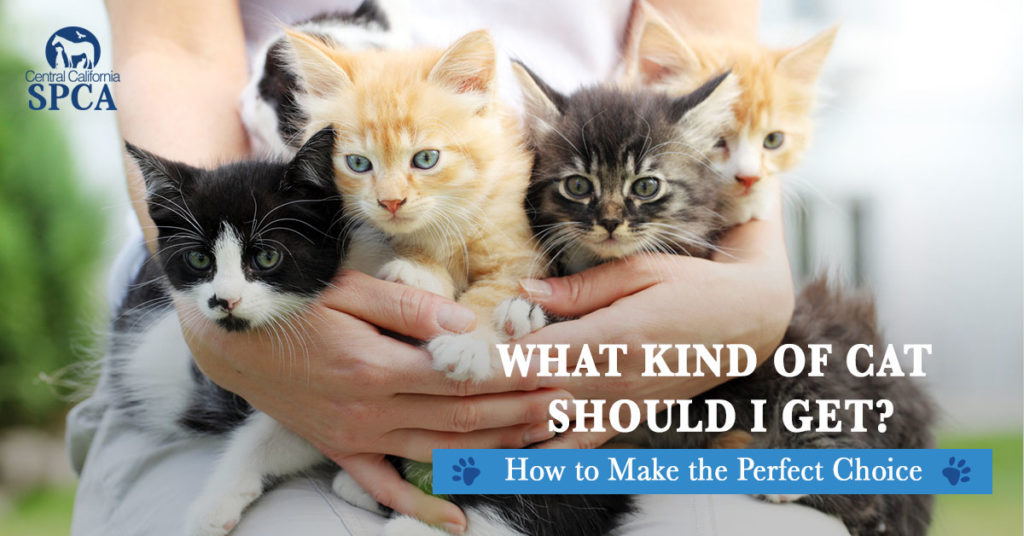 What Kind of Cat Should I Get? How to Make the Perfect Choice – Central