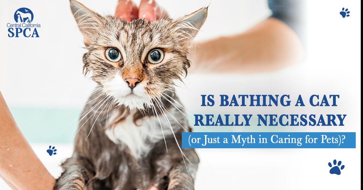 are cats more hygienic than dogs