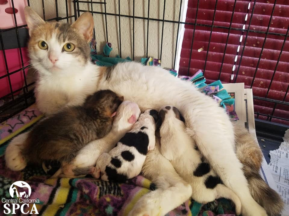 44 Top Images Foster Newborn Kittens Near Me : Be A Foster Petco Foundation