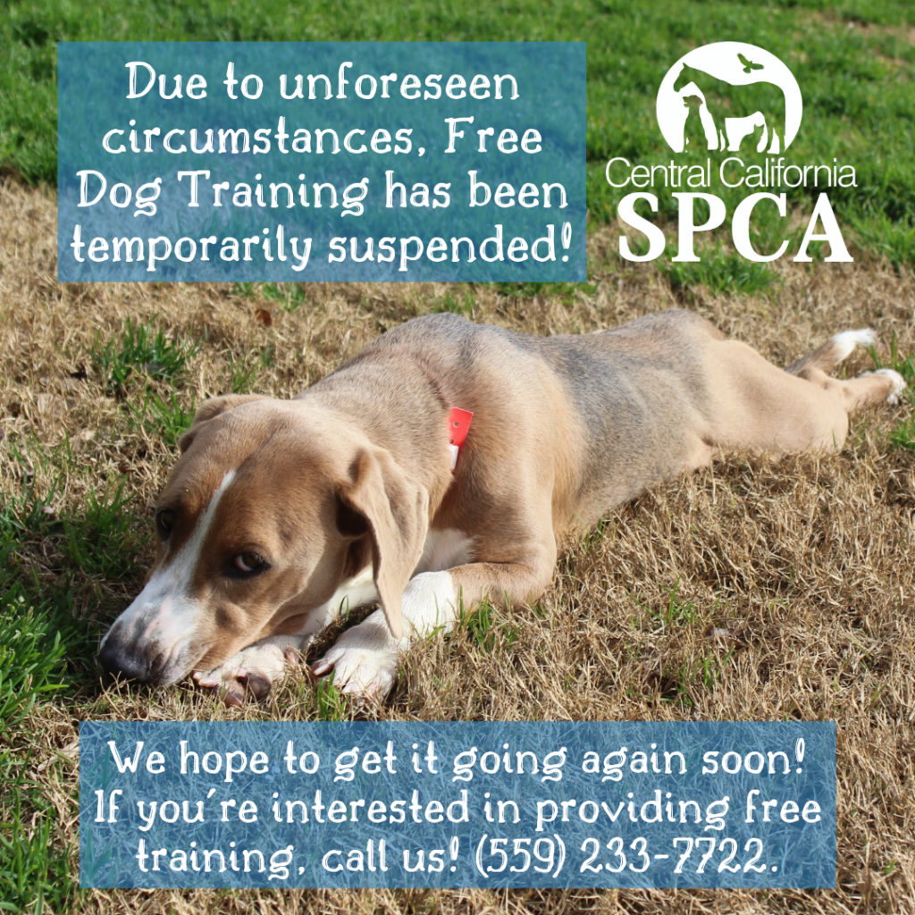 Dog Training Temporarily Suspended