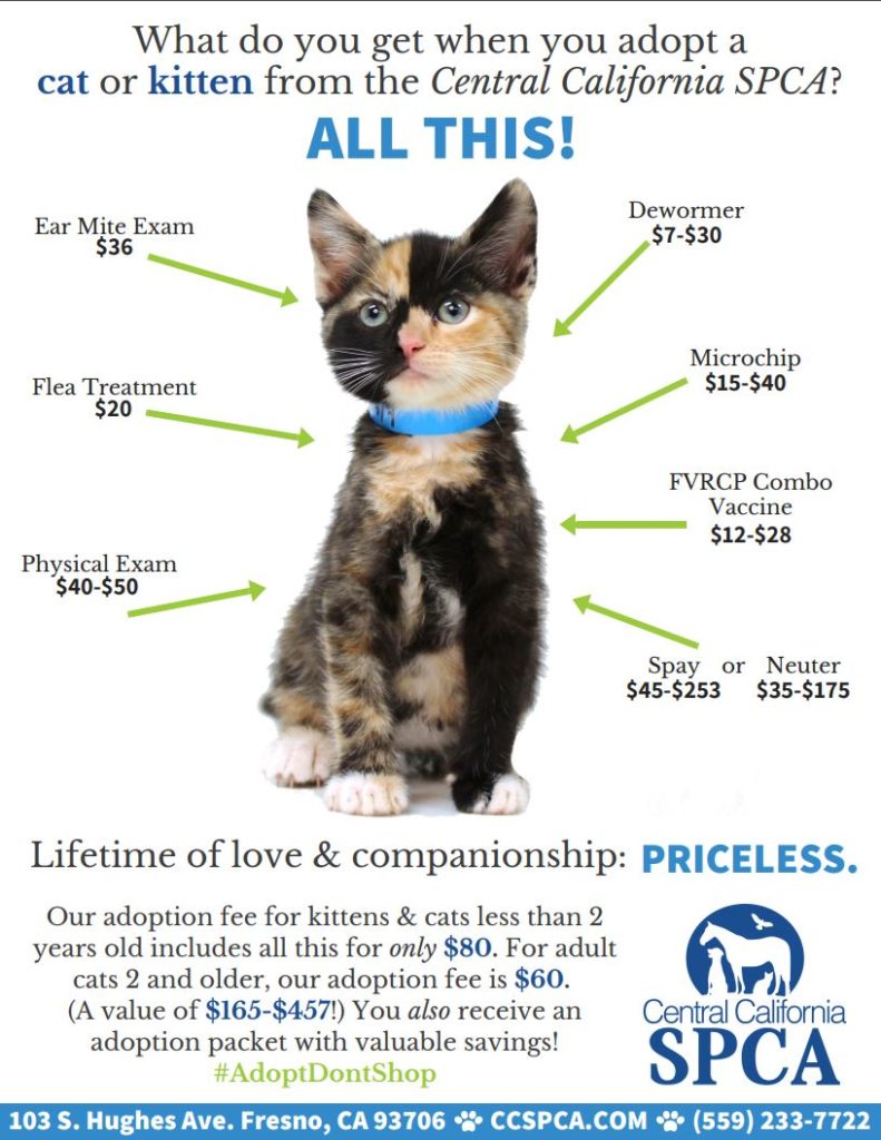 spca adoption prices