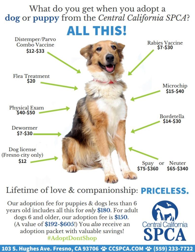 spca animals for adoption