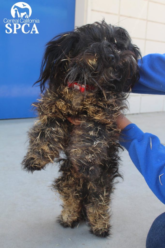 CCSPCA Saves Dog Covered in Foxtails Central California SPCA, Fresno, CA
