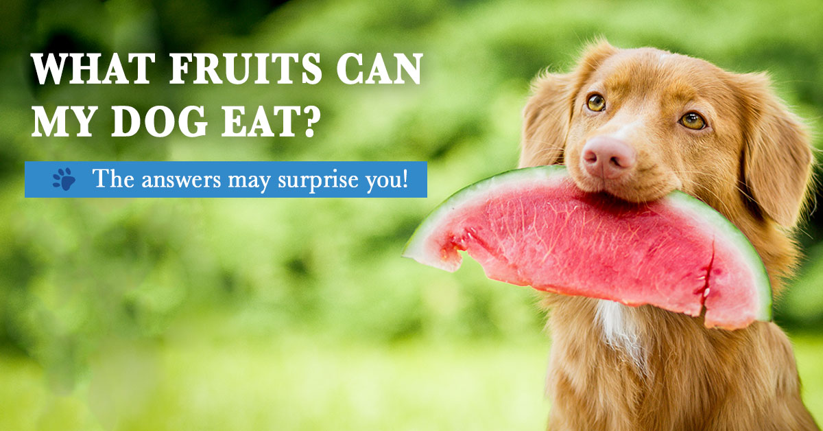 What’s-fruits-can-my-dog-eat--The-answers-may-surprise-you!