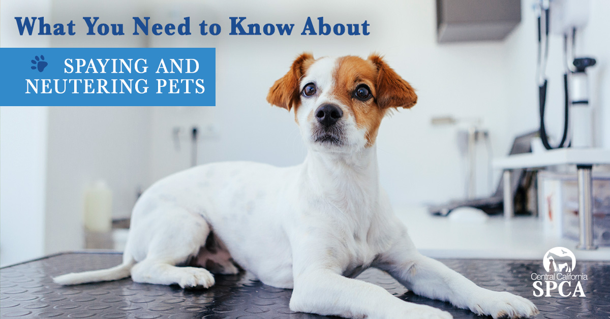 what's involved in spaying a dog