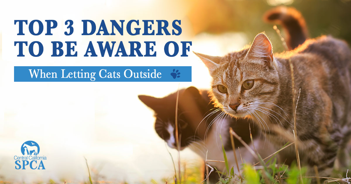 Top 3 Dangers To Be Aware Of When Letting Cats Outside