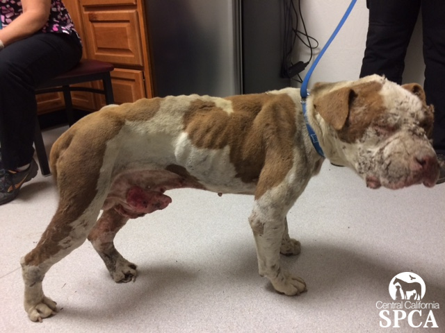 Caruthers Woman Convicted in Animal Cruelty Case – Central California SPCA, Fresno, CA Caruthers Woman Convicted in Animal Cruelty Case – Central California SPCA, Fresno, CA