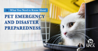 Blog Post Basic-How Pet Owners Need to Prepare for Emergencies