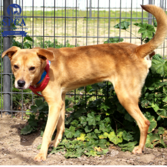Rocky A46372562