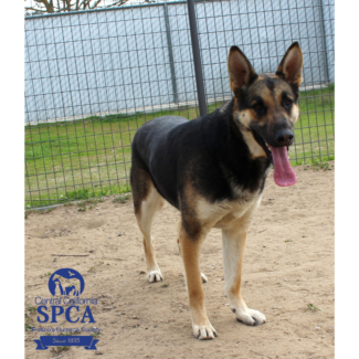 Sheriff A46660634
