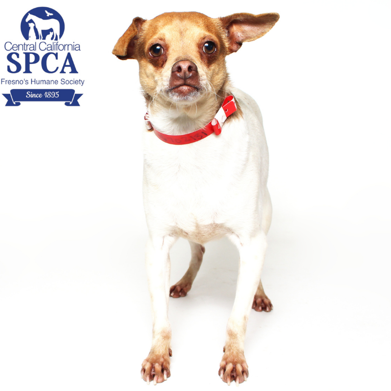 Paris humane hot sale society