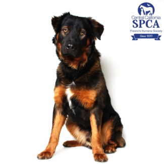 Grizzlee A46433618
