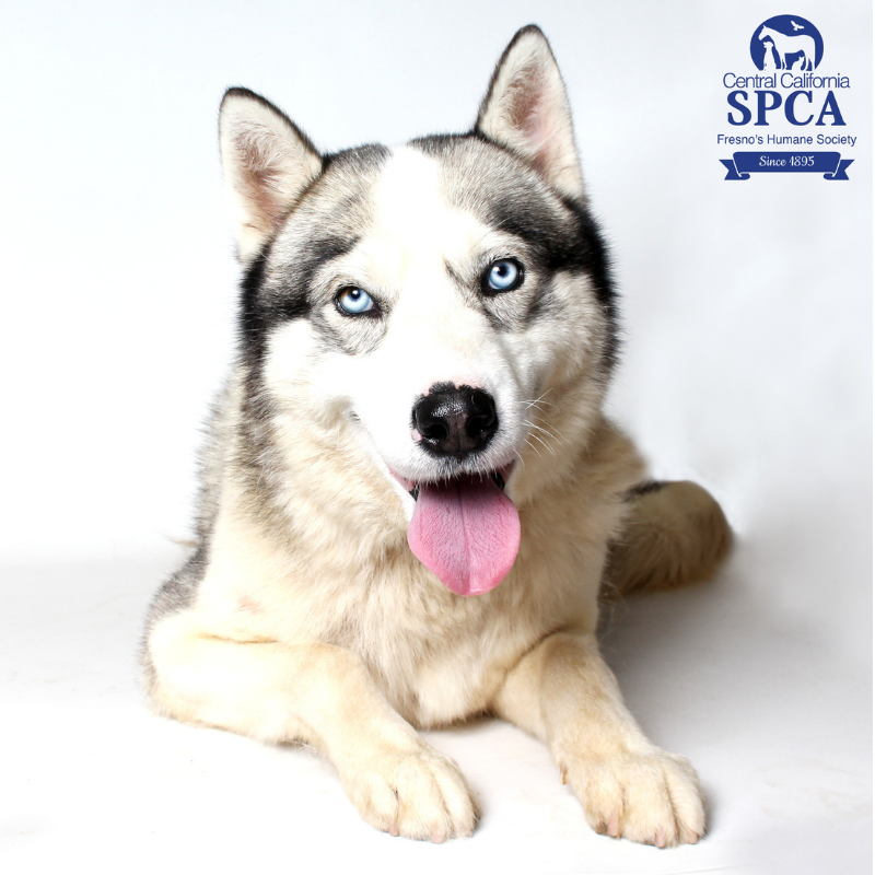 Kenai is a 5 year old, male, grey and white, Alaskan Husky blend – Central California SPCA, Fresno, CA Kenai is a 5 year old, male, grey and white, Alaskan Husky blend – Central California SPCA, Fresno, CA