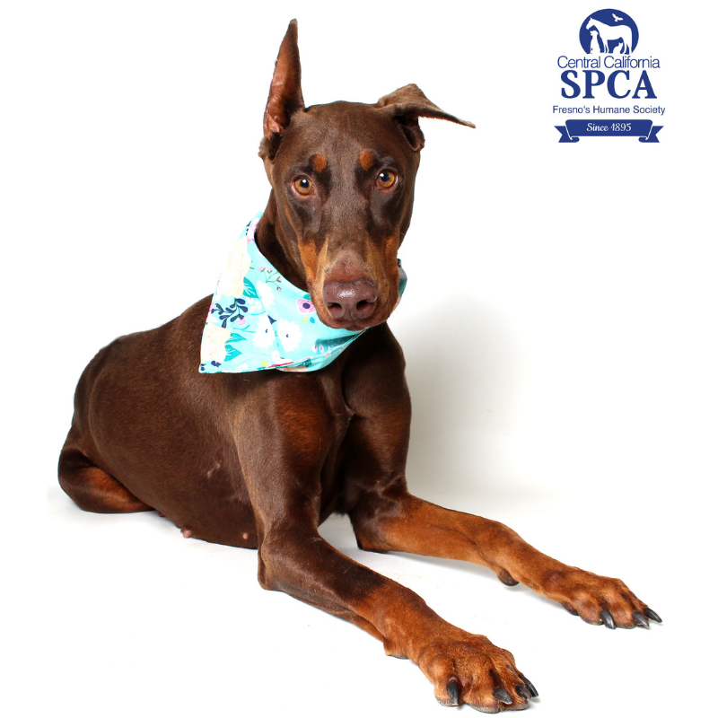 Betty A47705230 – Central California SPCA, Fresno, CA Betty A47705230 – Central California SPCA, Fresno, CA