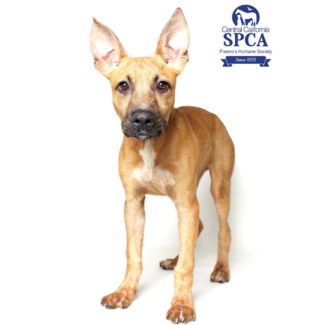 Horton A48083692