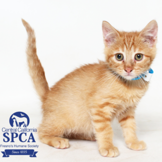 Garfield A48594248
