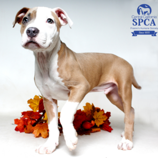 Dexter A48730090