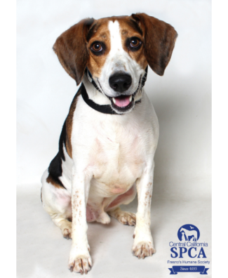 Rebel A49142223