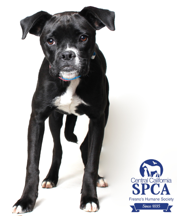 Jasmine A49369131