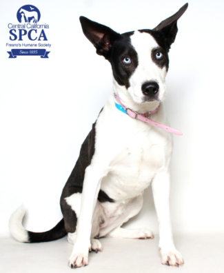 Penny A45293162