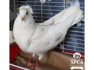 Pidove A49106640