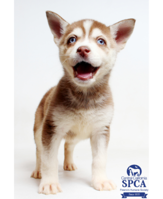 Central California SPCA