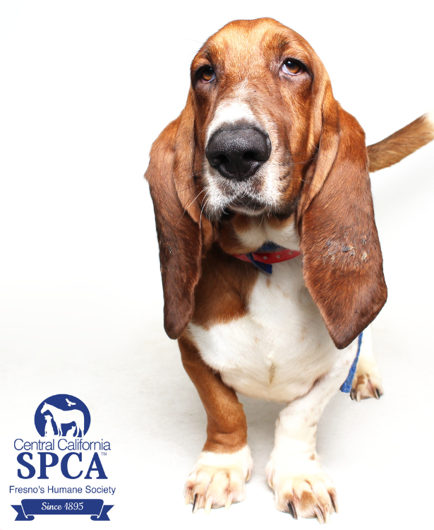 Homepage - Central California SPCA, Fresno, CA