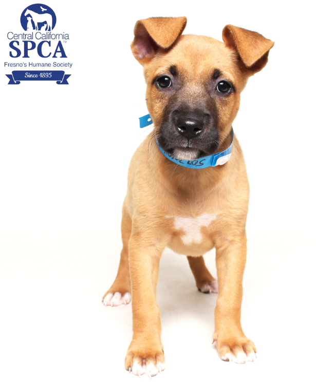 Peaches (A50270104) and Kiwi (A50270116)