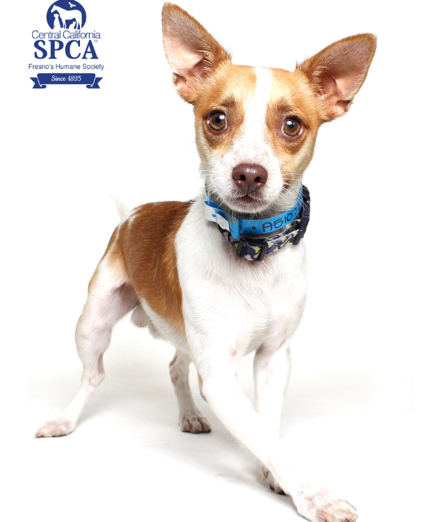 Max A51073717
