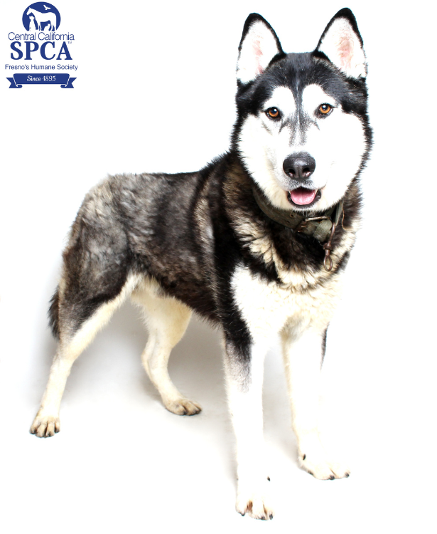 Central California SPCA