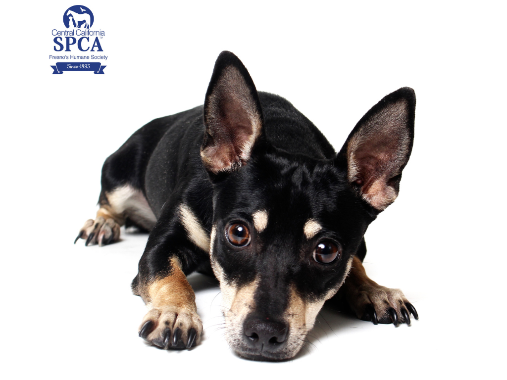 Nellie A51692257