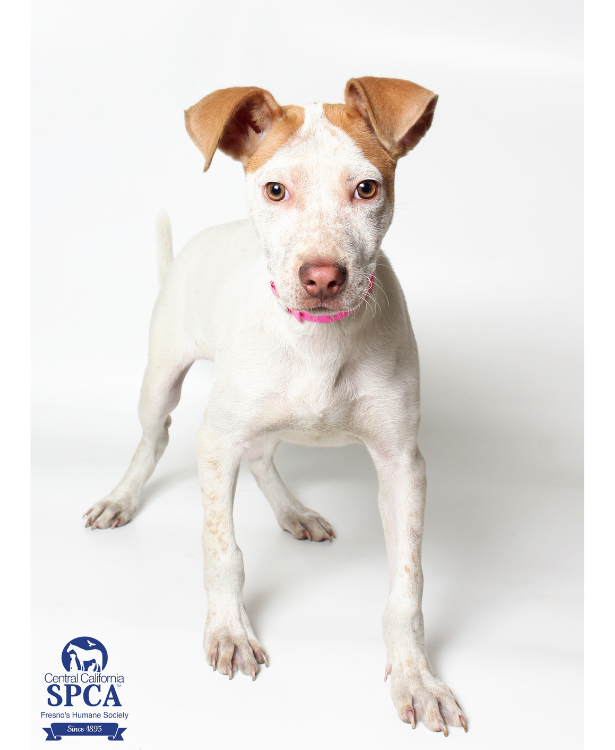 Prancer A51660073