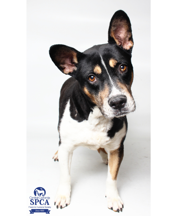 Sausage A50853151