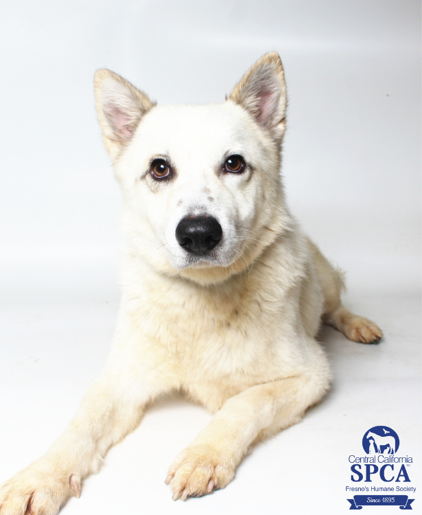 Tank A51691174