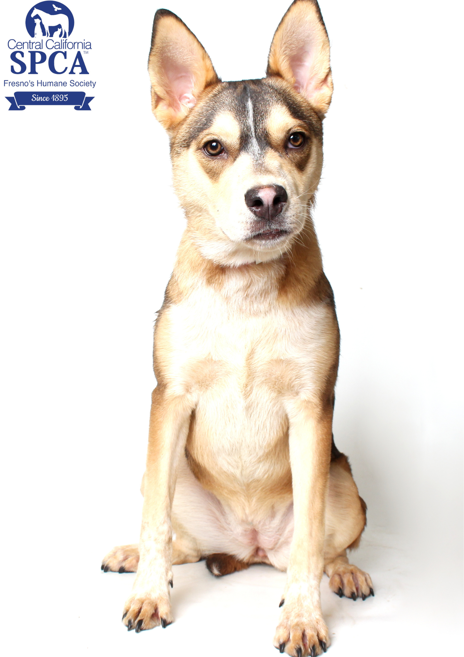 Athena A51701287