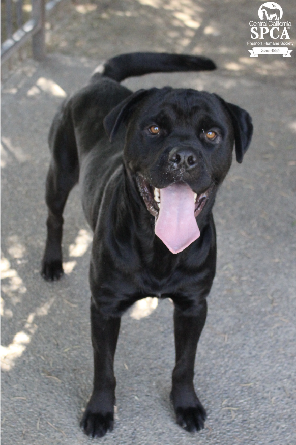 Buddy A52948255