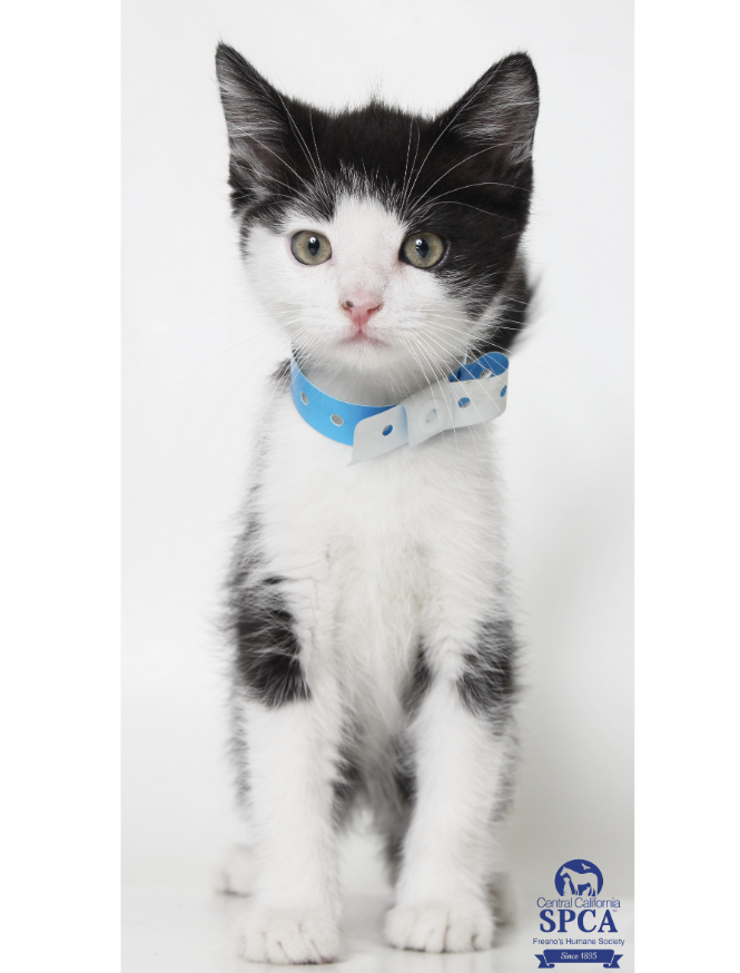 Sherlock A52886673
