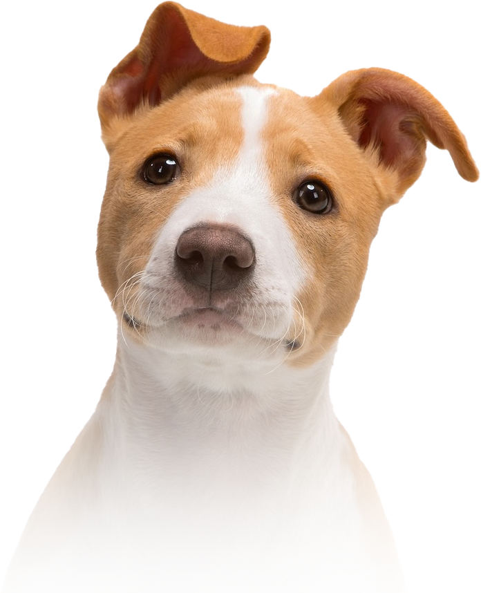Premier Animal Welfare Description